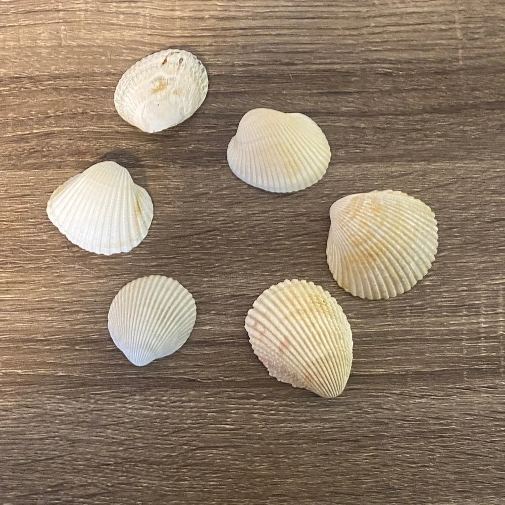 Assorted Seashell Collection - Picture 4 of 4